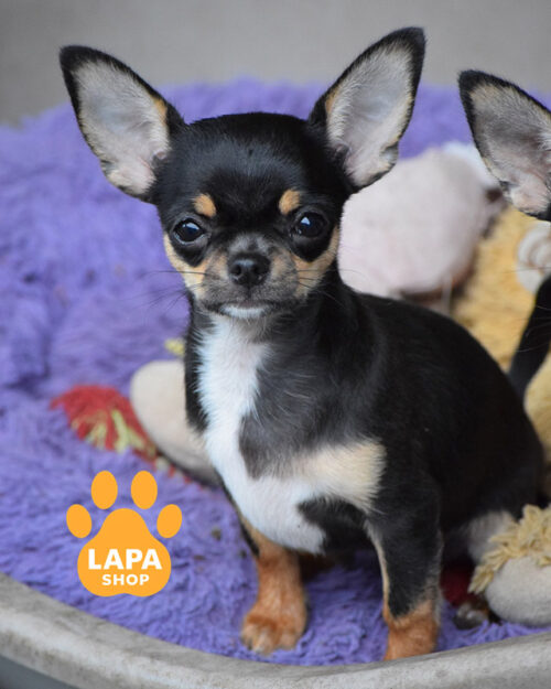 триколорний чихуахуа
