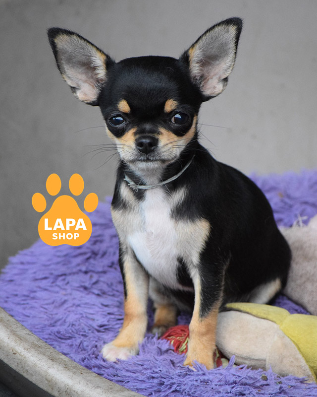 триколорний чихуахуа