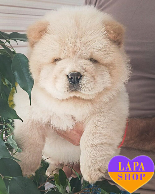 кремовий чау-чау