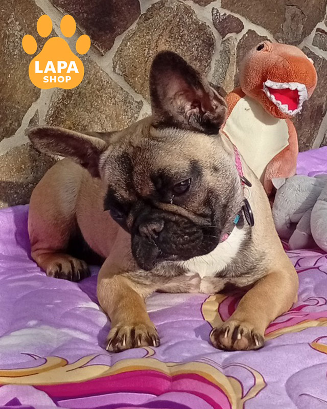 палево-білий французький бульдог