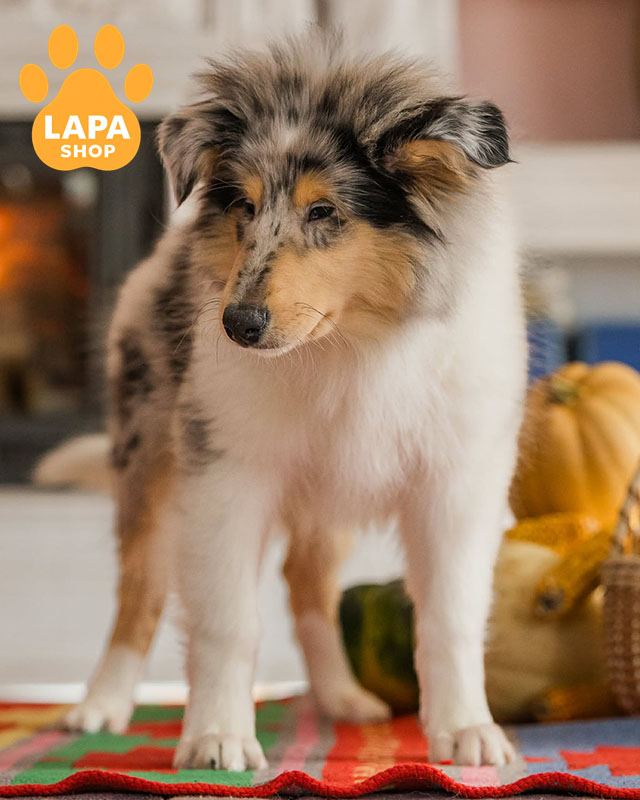 колі довгошерста