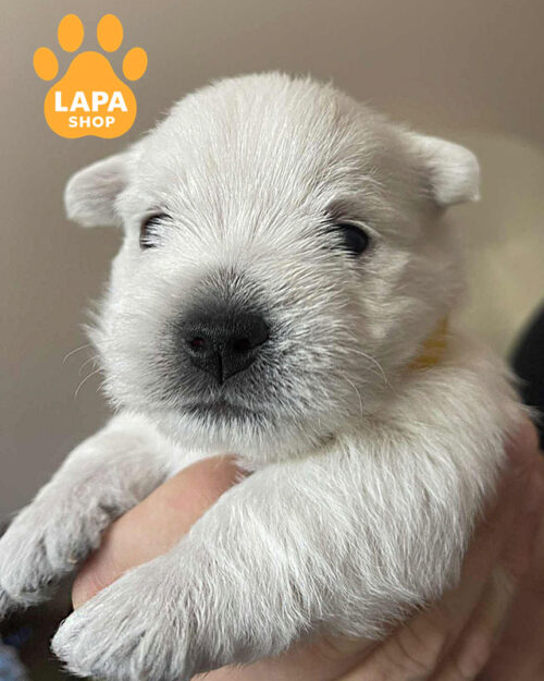 білий вест хайленд вайт тер'єр