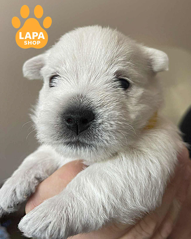 білий вест хайленд вайт тер'єр