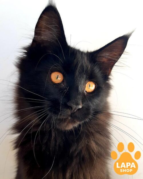 чорна кішки мейн-кун