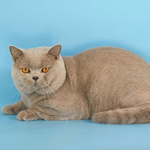 Lapushka - британская голубая красавица dad 6