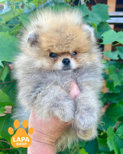 померанский шпиц окрас оранж