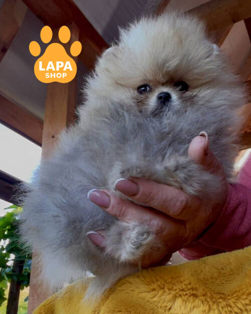 померанский шпиц окрас оранж