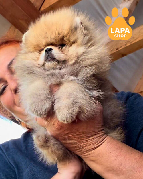 померанский шпиц окрас оранж