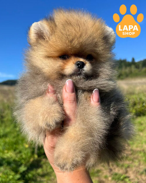 померанский шпиц окрас оранж