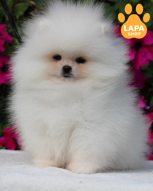 белый померанский шпиц