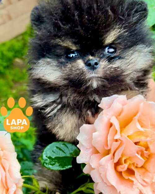 черный померанский шпиц