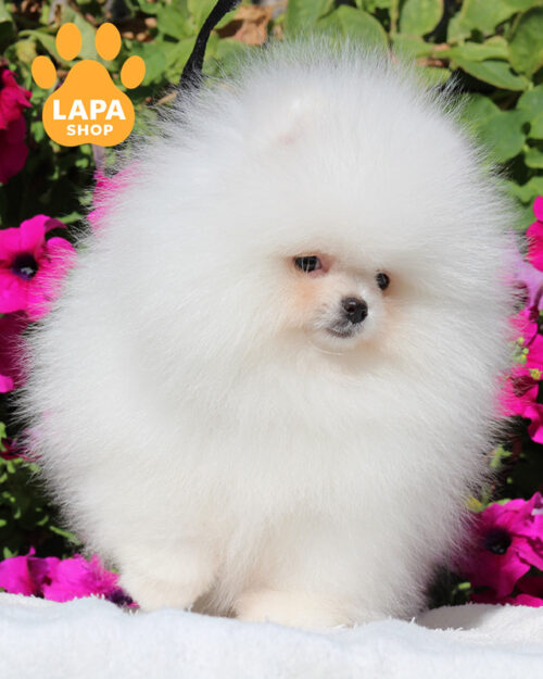 білий померанський шпіц