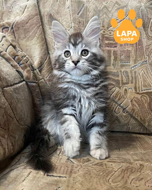 чорно сріблястий мейн-кун