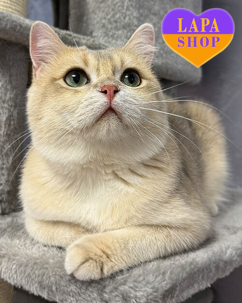 блакитна золота британська короткошерста