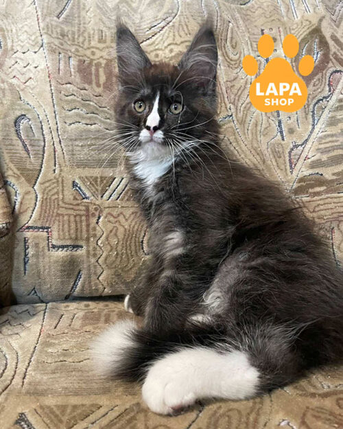 чорно-білий мейн-кун