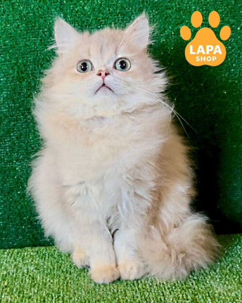 блакитна золота британська довгошерста