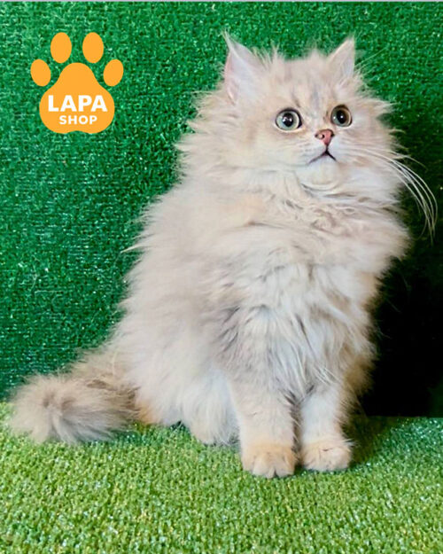 лілова золота британська довгошерста