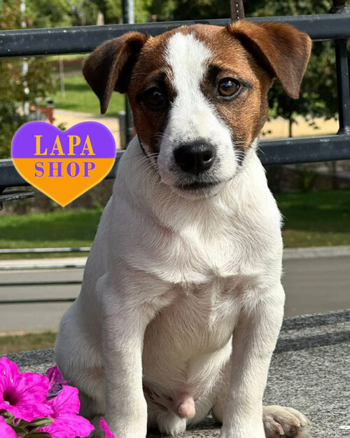 red and white Jack Russell Terrier