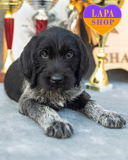 чорний дратхаар