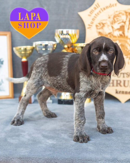 коричневий дратхаар