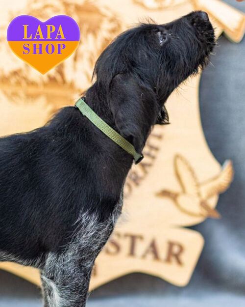 чорний дратхаар