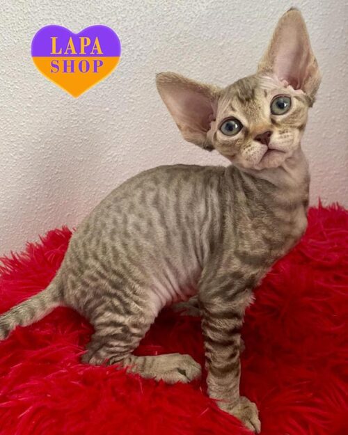 spotted-chocolate Devon Rex kitty