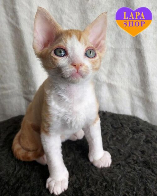 бело-рыжий девон-рекс