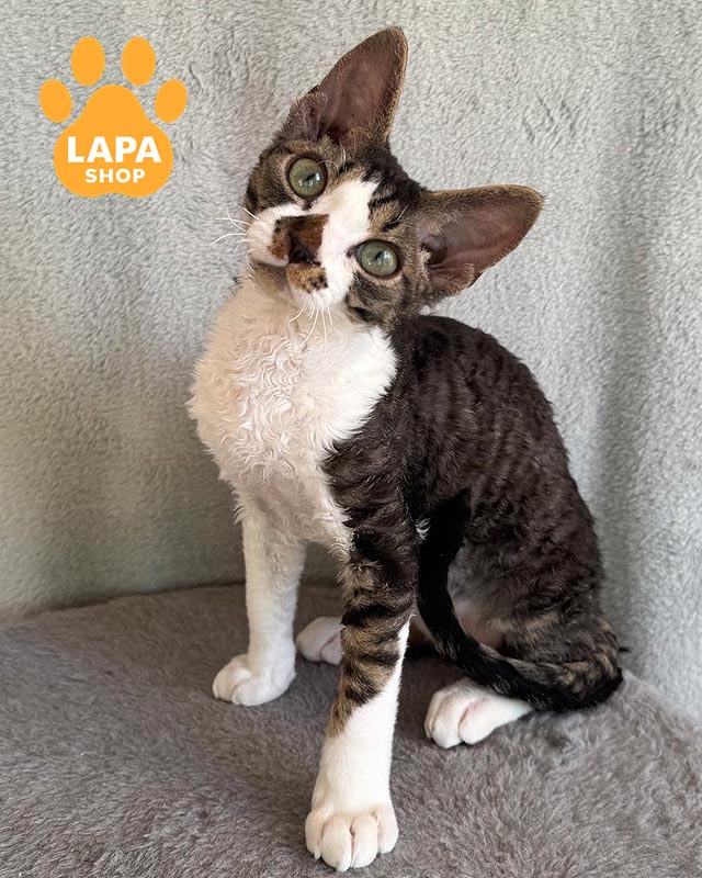 біколорний девон-рекс