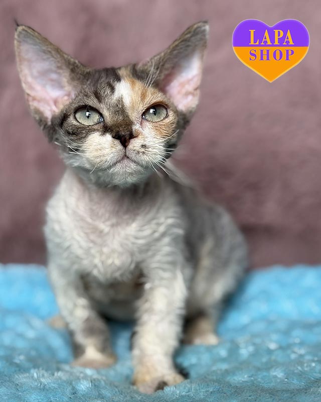 черепахово-біла кішка девон-рекс