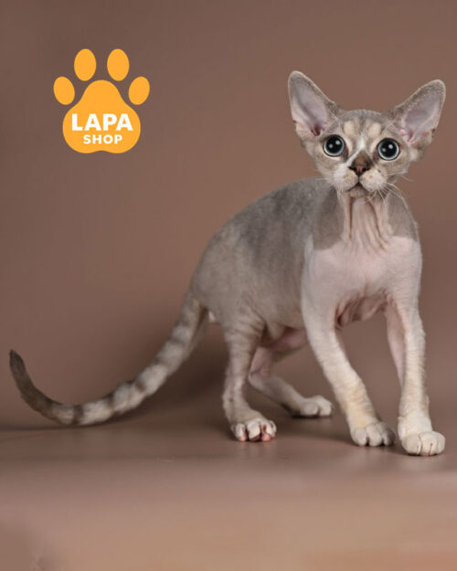 лилово-белый девон-рекс