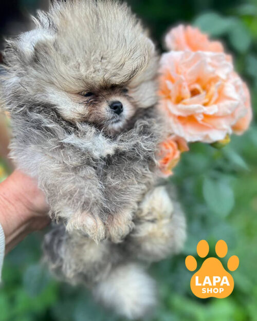 померанский шпиц окрас оранж