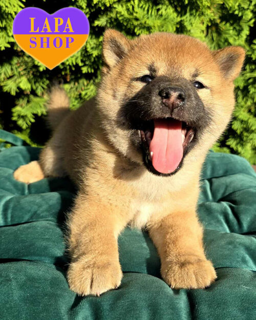 рудий шиба-іну