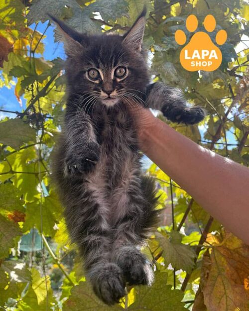 Elvis – элегантный красавец породы мейн-кун ждет свою семью