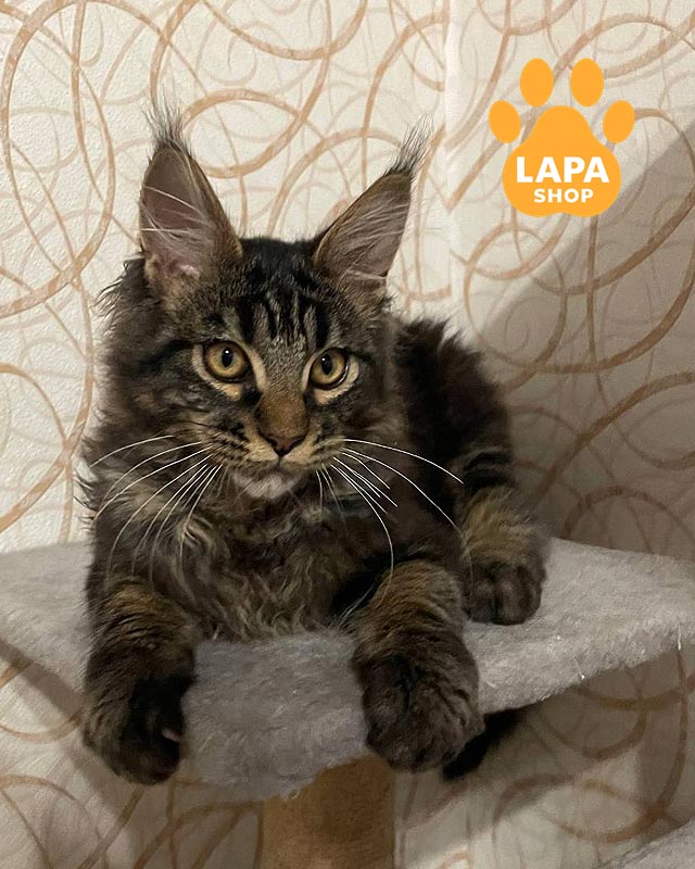 мармуровий мейн-кун