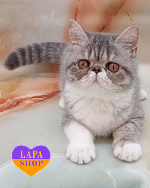 пятнистая кошка экзот