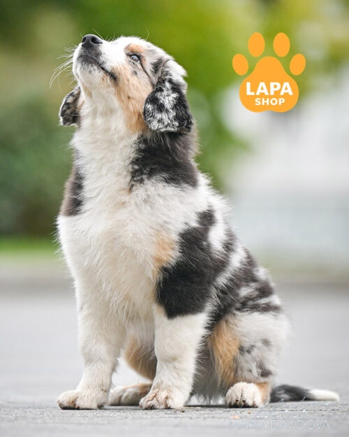 мармурова мініатюрна американська вівчарка