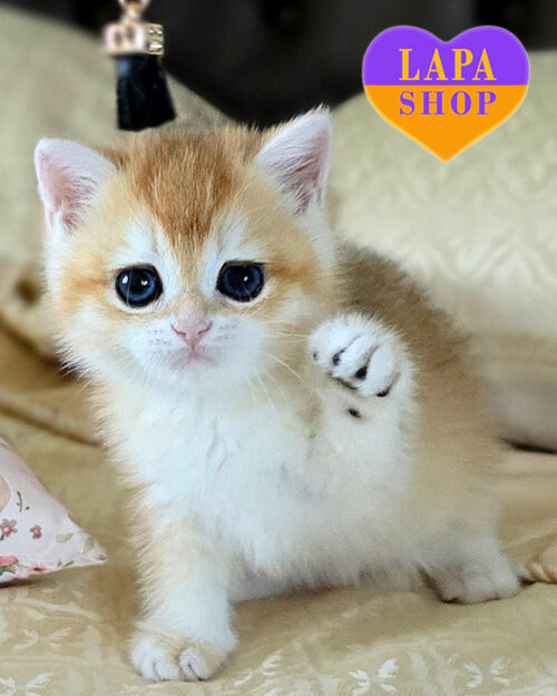 чорна золота британська короткошерста