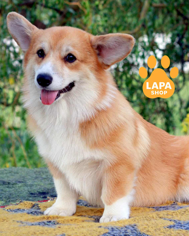 оранжевый вельш корги пемброк