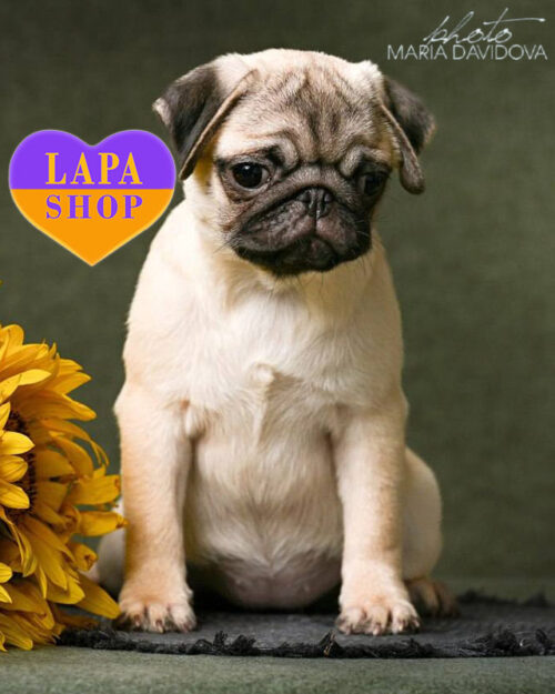 палевий мопс