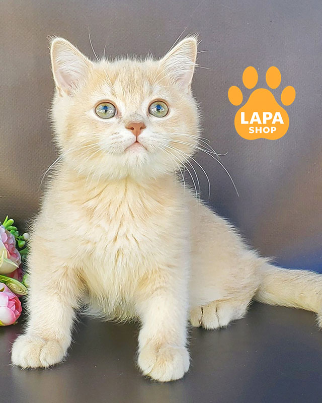 лілова золота британська короткошерста