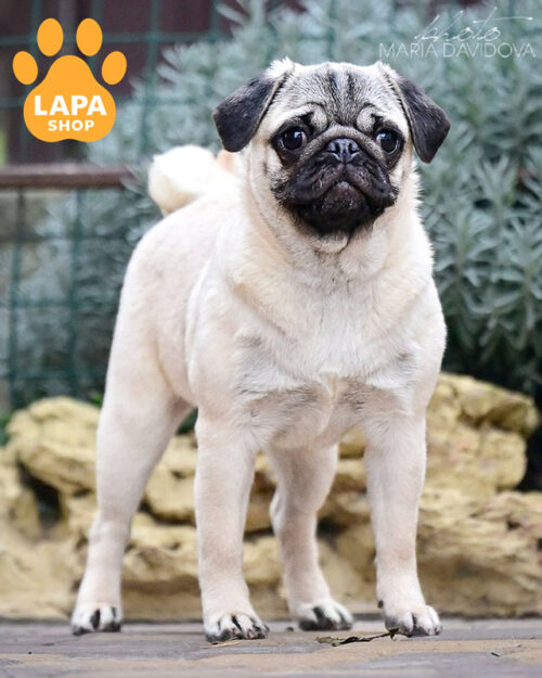 палевий мопс