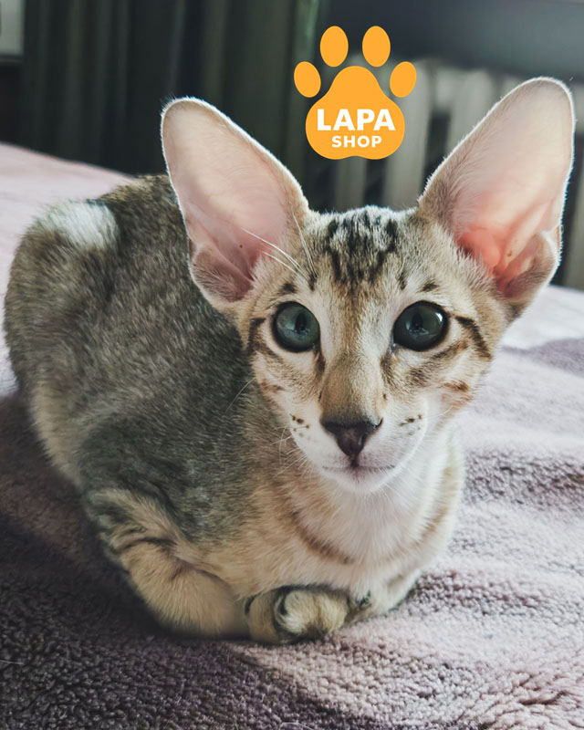 чорний плямистий орієнтал