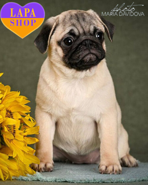 палевий мопс