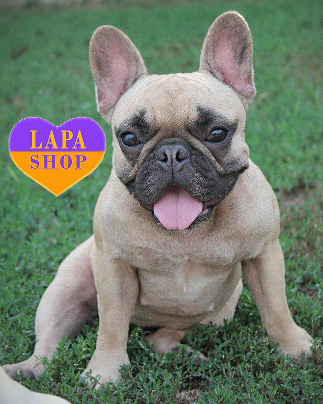 французский бульдог