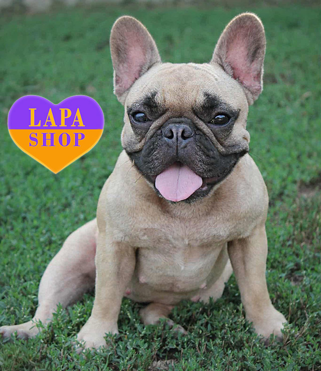 French-bulldog-02