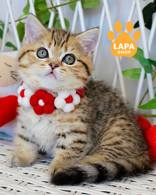 Freya — довгошерста красуня породи манчкін