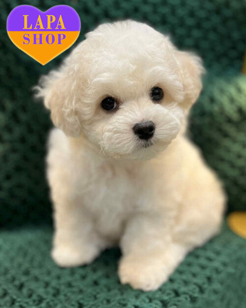 bichon frise