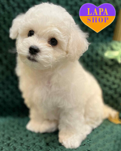 бішон фрізе