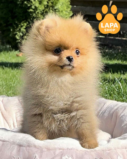 оранжевый померанский шпиц