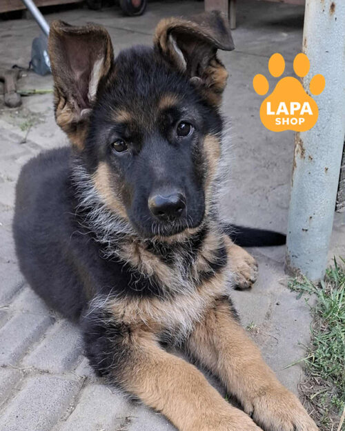 чепрачна німецька вівчарка